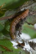 Acrobasis sodalella